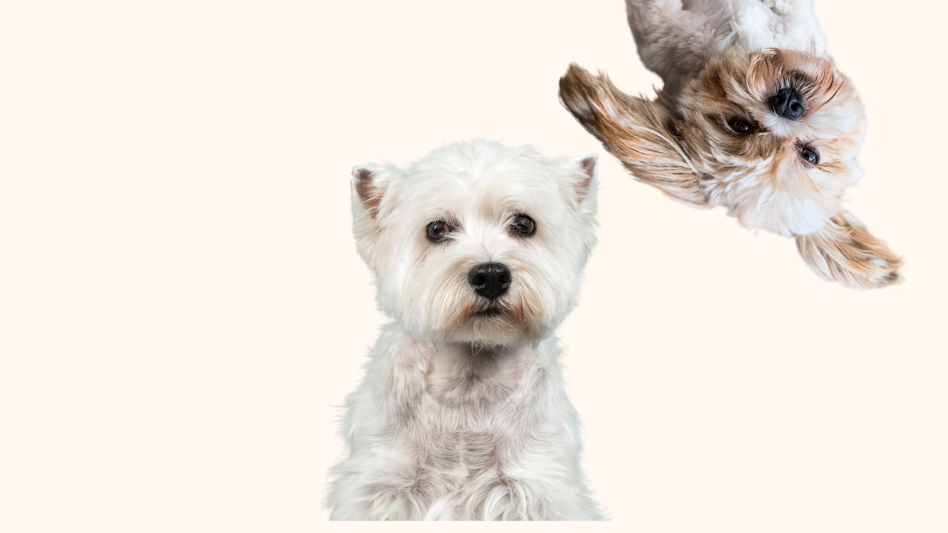 r145-give-your-dog-a-treat-theyll-love-every-month-website-2-17246270266511.png