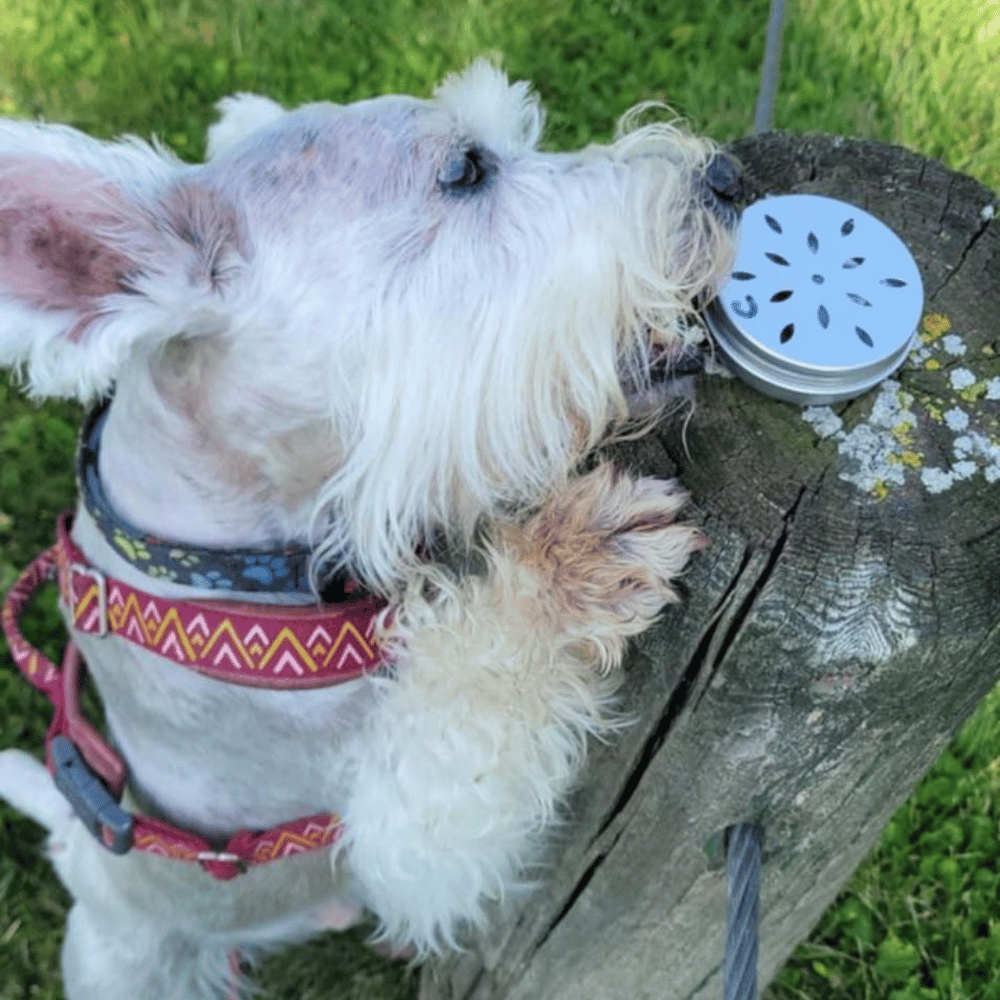 Sniff & Seek Kit fun