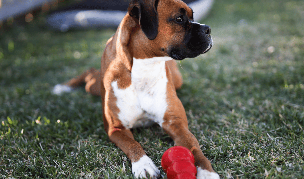 Happy dog playing with affordable Canine Brain Games starter box toys