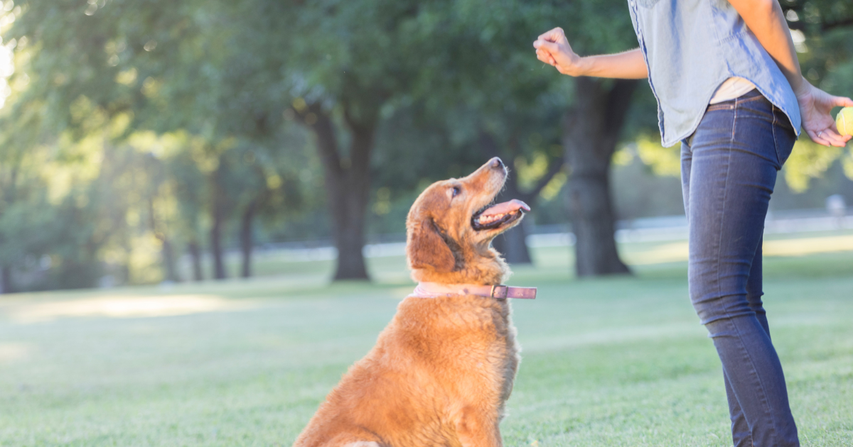 Discover How To Improve Your Dogs Emotional SelfControl