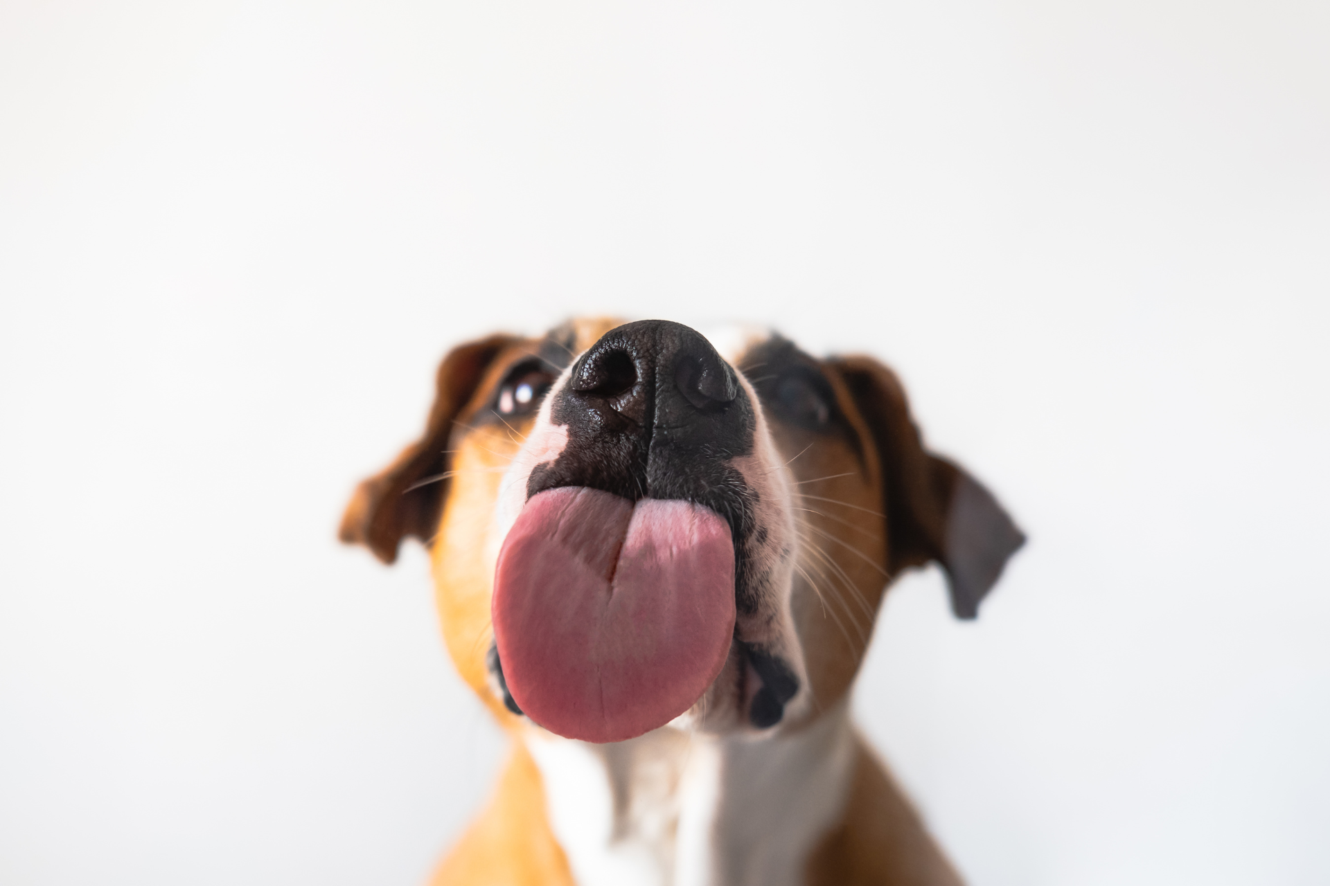The Slobbery Science: Why Dogs Lick You (And It's Not Just Because You're Tasty)
