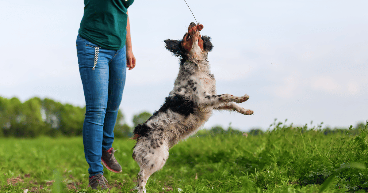 A Guide to Canine Emotional Regulation With The Flirt Pole