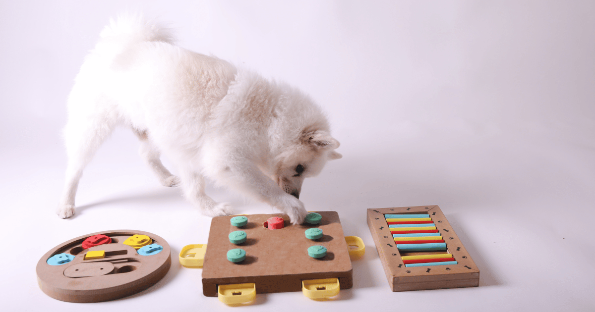 What is Enrichment? Understanding Dog Brain Games and More