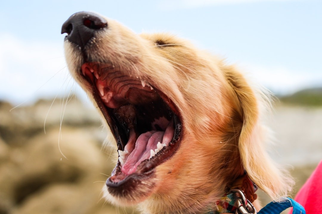 The Tongue-in-Cheek Guide to How a Dog's Tongue Influences Their Bark