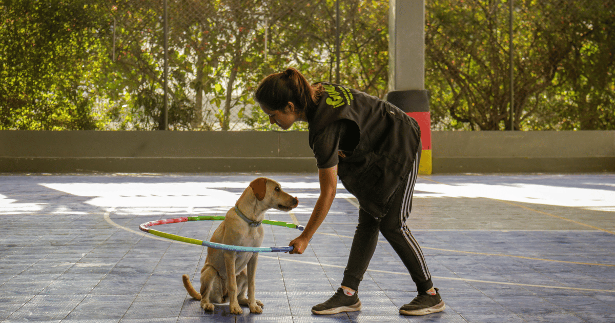 Why Dog Training and Enrichment Matter — For You and Your Dog