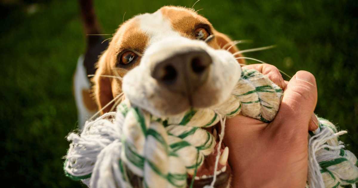 Dog Play Styles: How to Identify Your Dog's Preferences