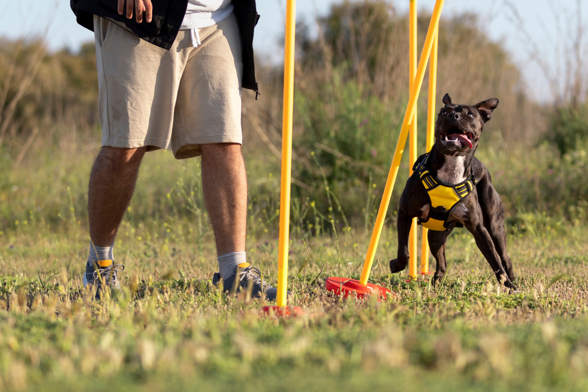 10 DIY Canine Enrichment Ideas