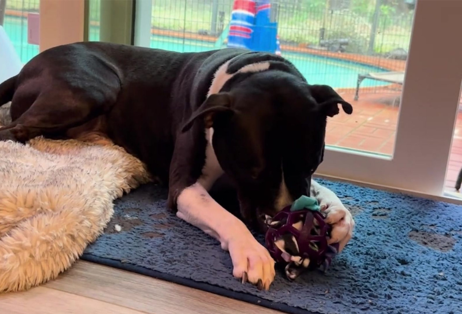 Hol-ee Ball Adventures with Canine Enrichment
