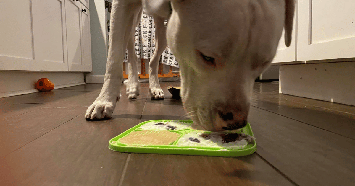 Feeding Frenzy: Unleash the Fun with Food-Based Enrichment for Dogs