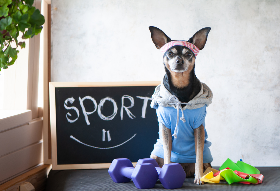 Canine Fitness Awareness Month and Canine Brain Games