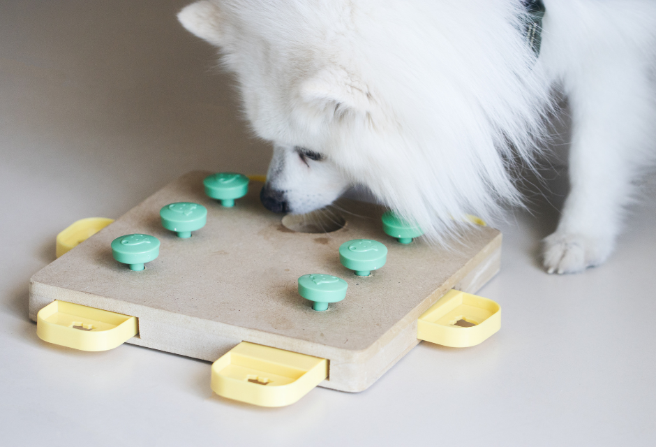 Enrichment and Your Dog's Happiness