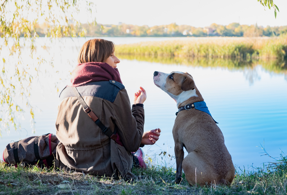 How Enrichment and Canine Communication Work Together