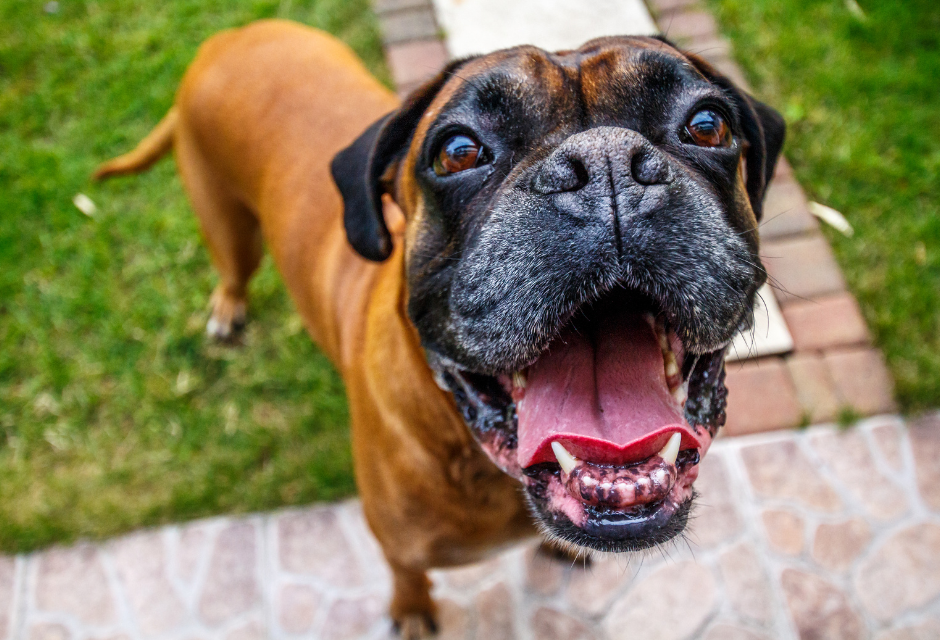 Let's Embrace Those Canine Behaviors