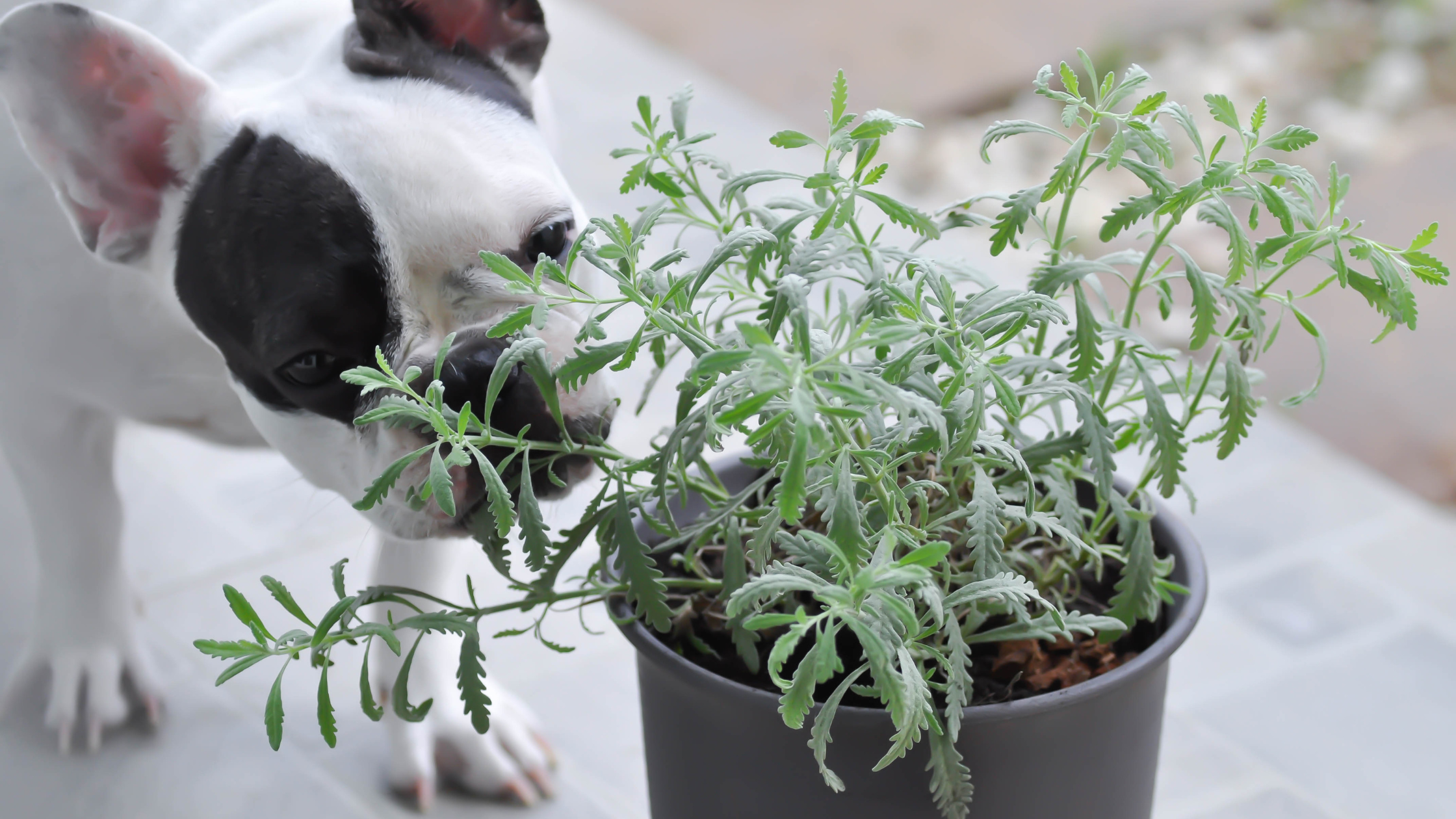 Dog Enrichment Through The Nose