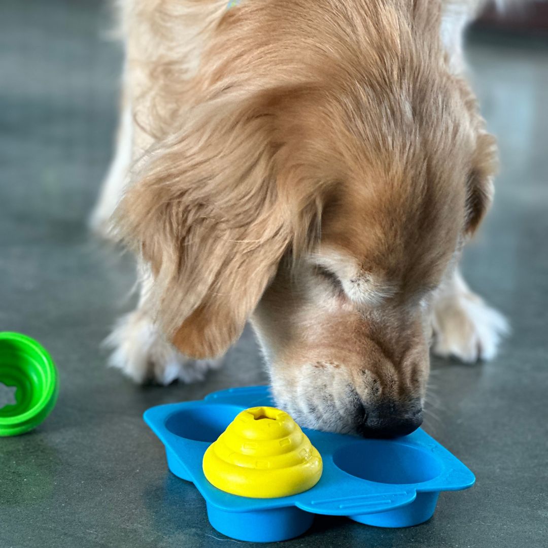 DOG PLAYING WITH PUZZLE TOY