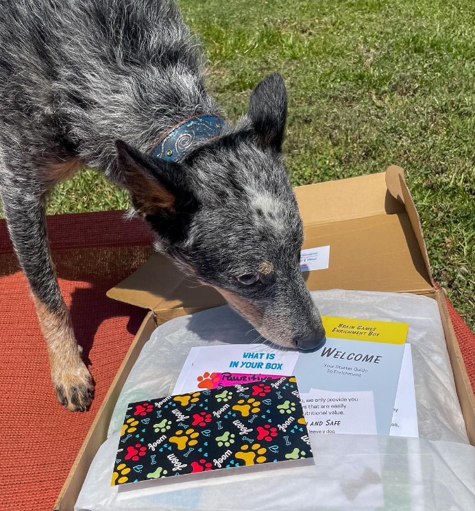 Canine Brain Games Enrichment Box