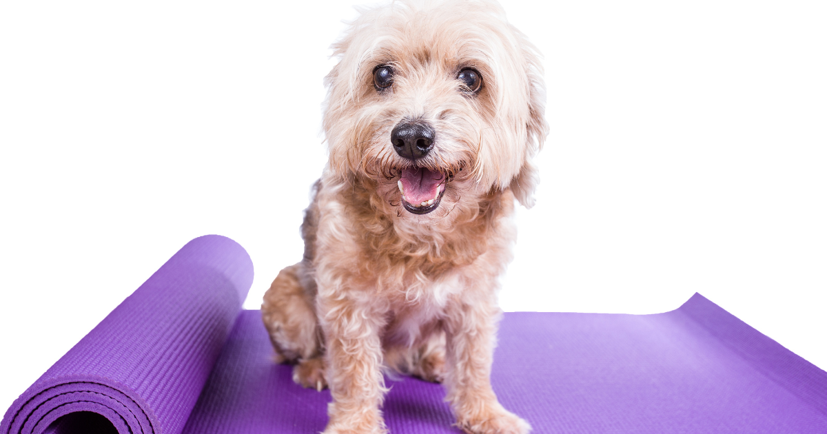 Dog On Mat