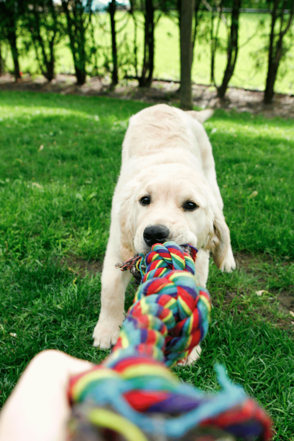 DOG PLAYING TUG