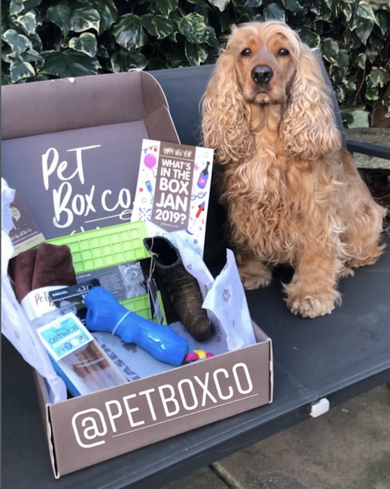 Pet Box Co Home - Pet Box Co