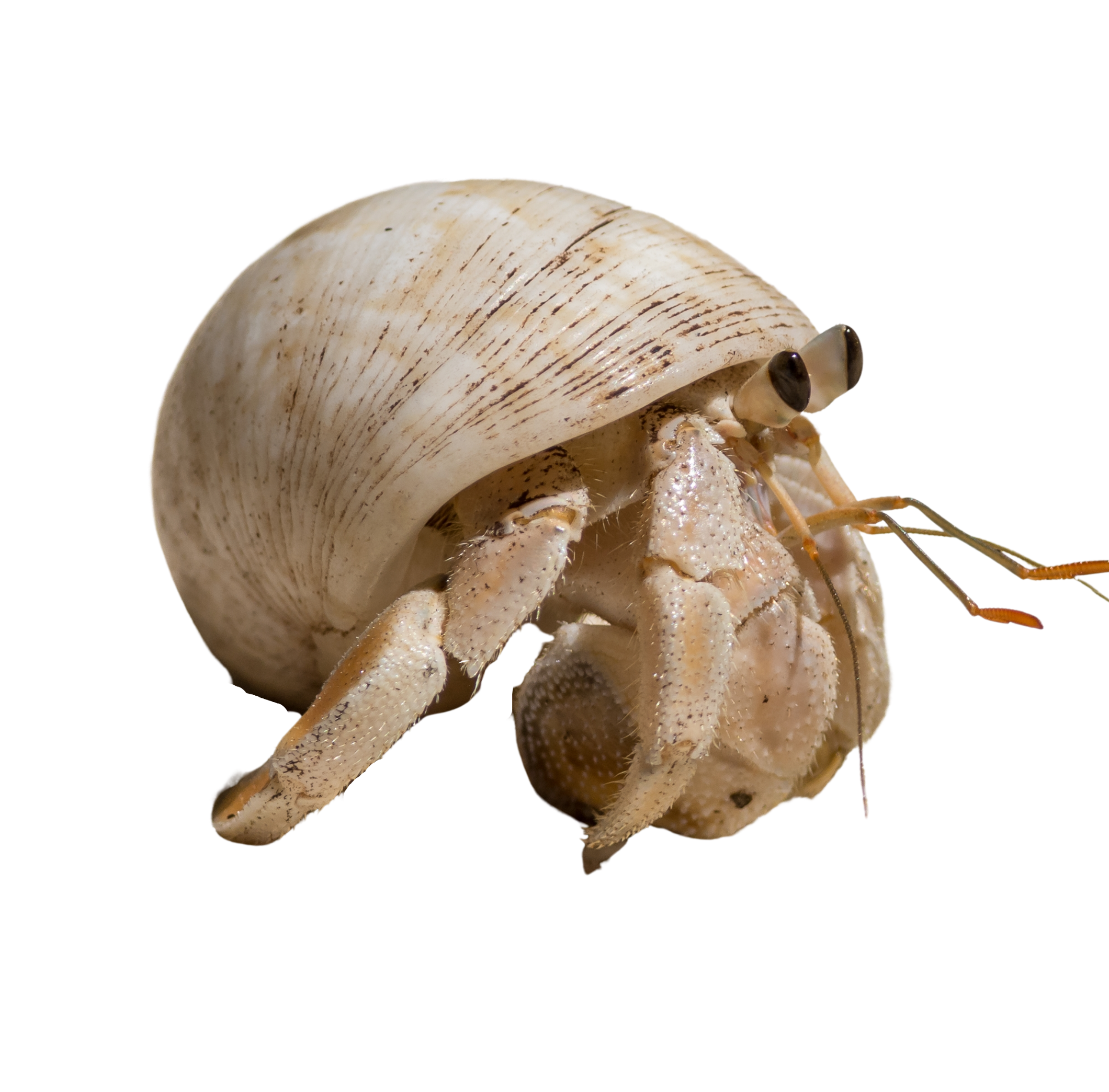 856312120208975-strawberry-4.png
