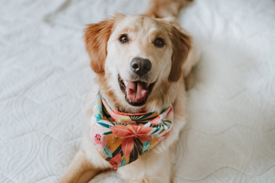 How Bandanas Bring Happiness to Dogs and Cats