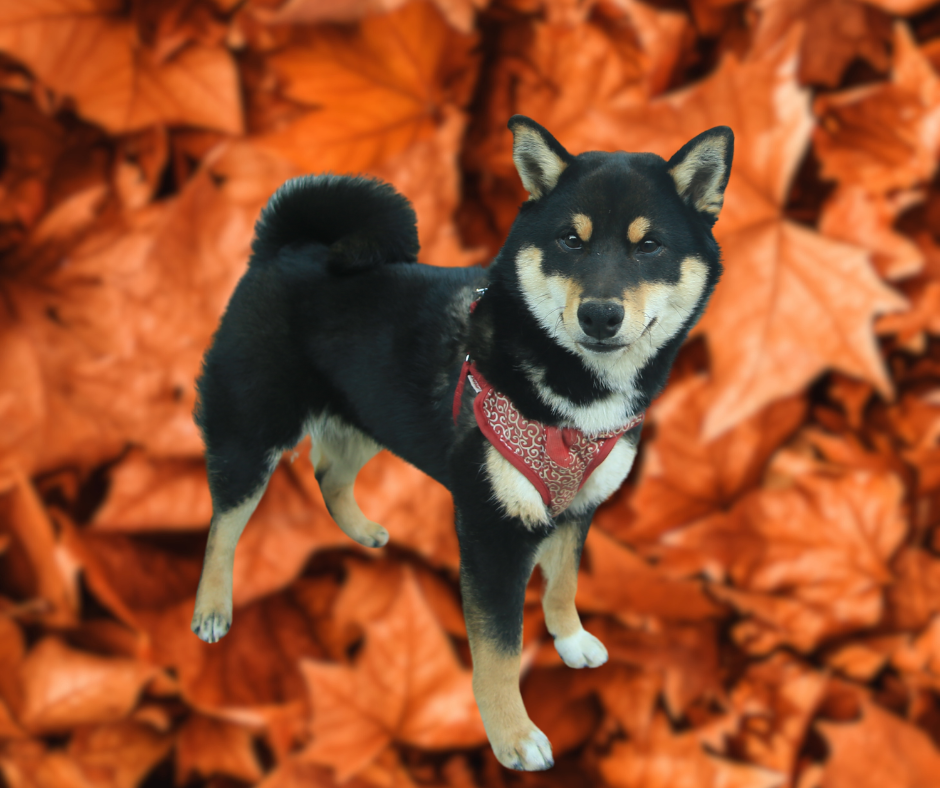 Protecting Your Dog in the Fall: Key Tips for a Safe and Happy Season