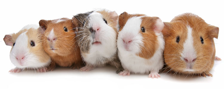 122-r78-guinea-pig-facts-16159940937227.jpeg