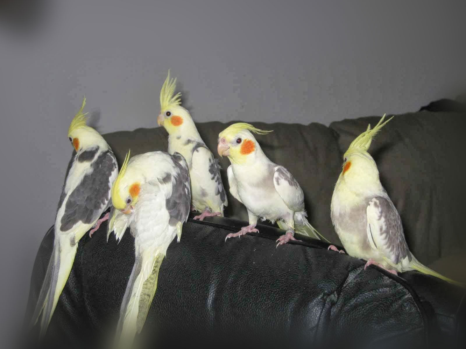 r88-cockatiels.jpg