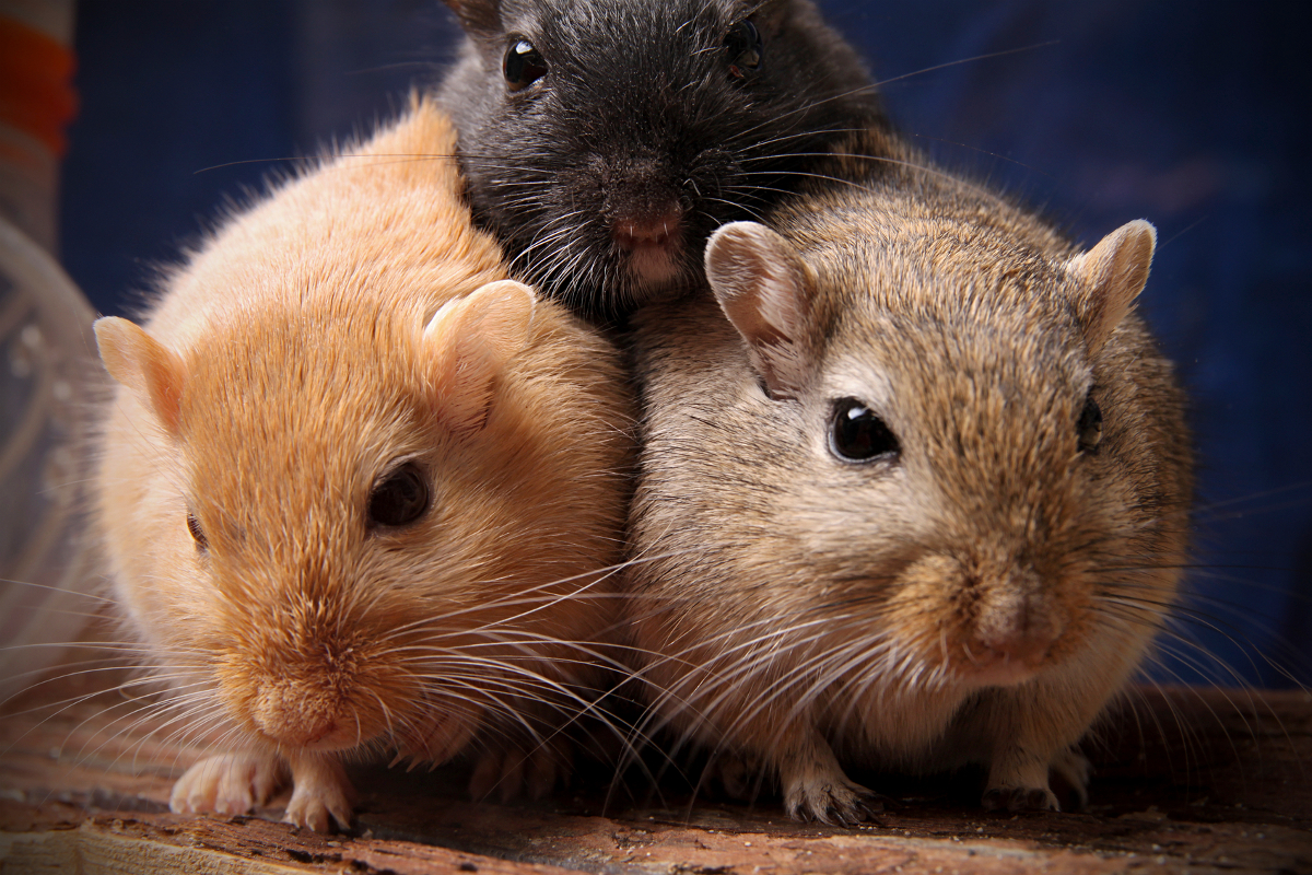 r91-gerbils.jpeg