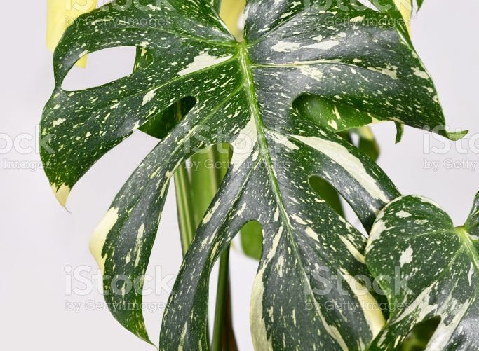 0305683501731-variegated-tropical-monstera-deliciosa-thai-constellation-houseplant-stock-pho-16944219694862.jpg