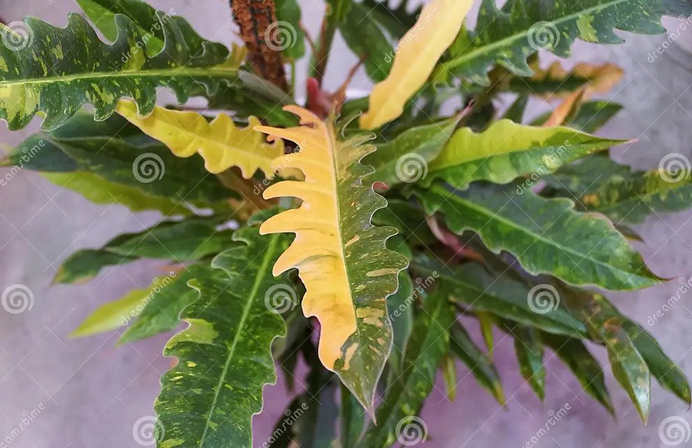 737-variegated-leaves-philodendron-ring-fire-rare-houseplant-popular-262683993-16944208719594.jpg