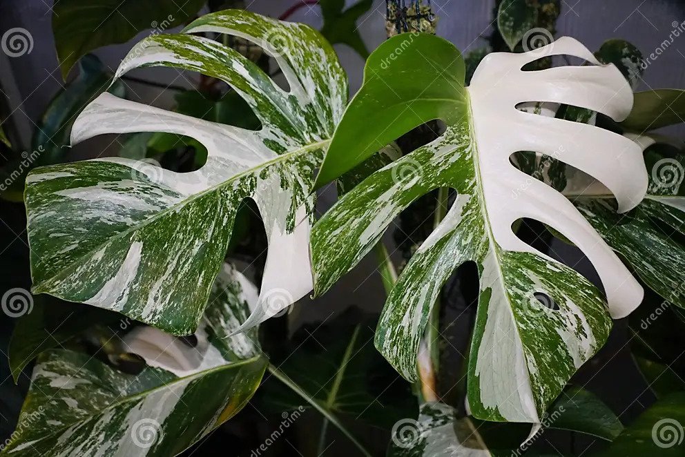 739-stunning-variegated-leaves-of-monstera-albo-borsigiana-a-popular-tropical-house-16944213321275.jpg