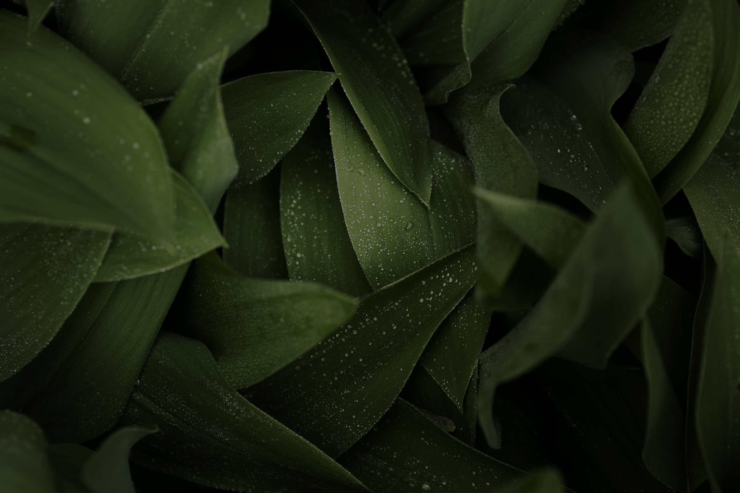 r297-close-up-green-leaves-nature-16969735336833.jpg