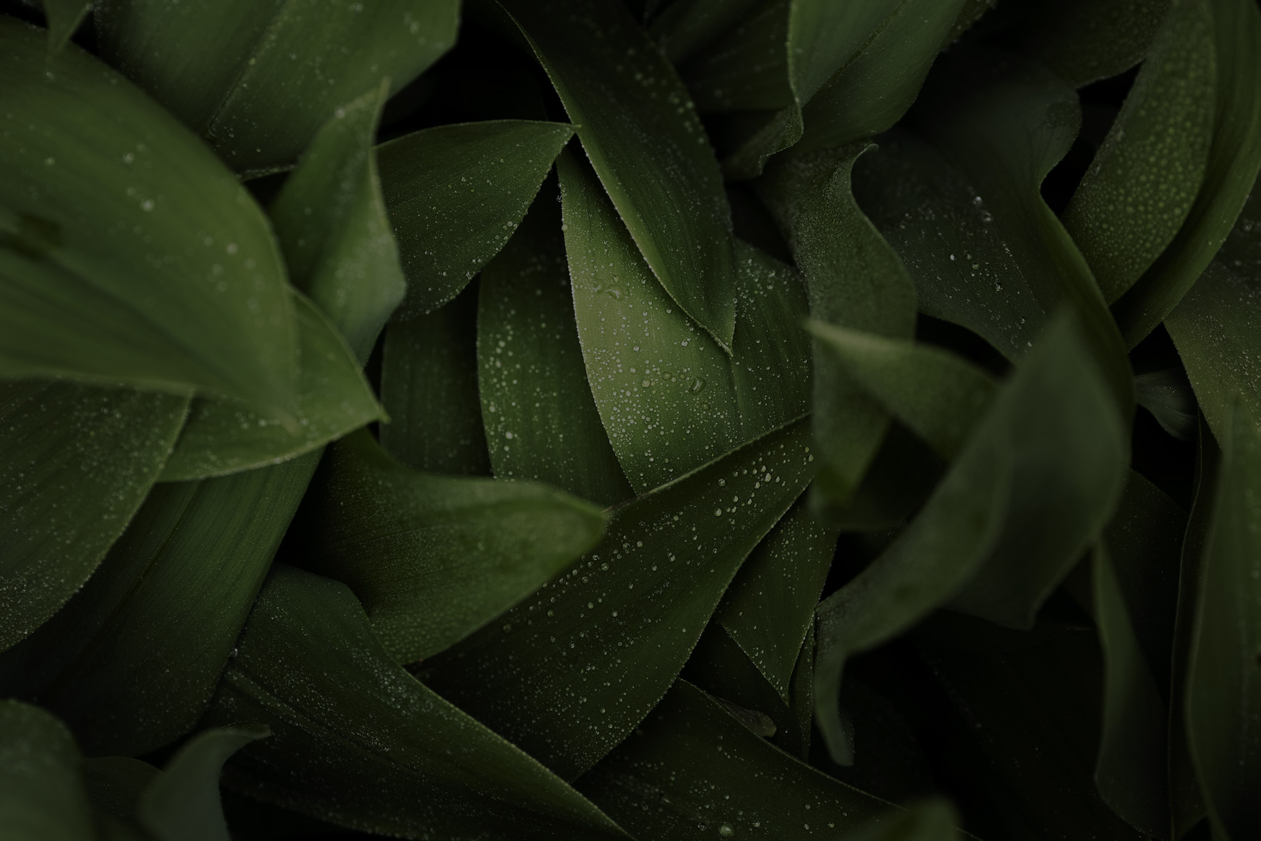r297-close-up-green-leaves-nature-16969735336833.jpg