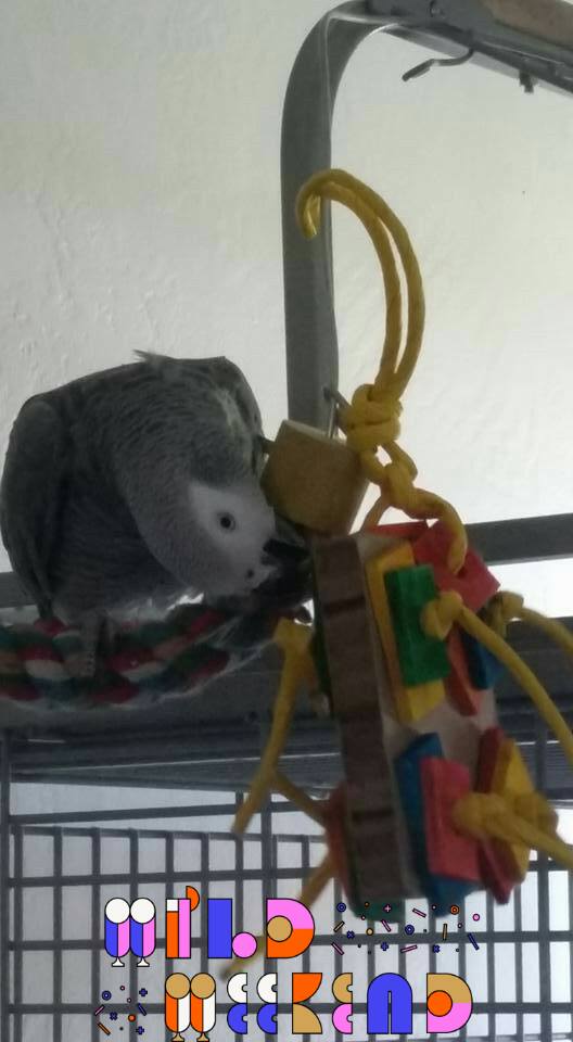 Monica & Loki the African Grey