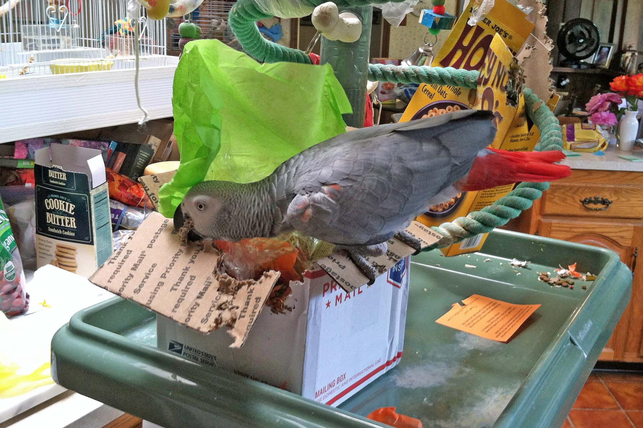 Cindi & Rosie the African Grey