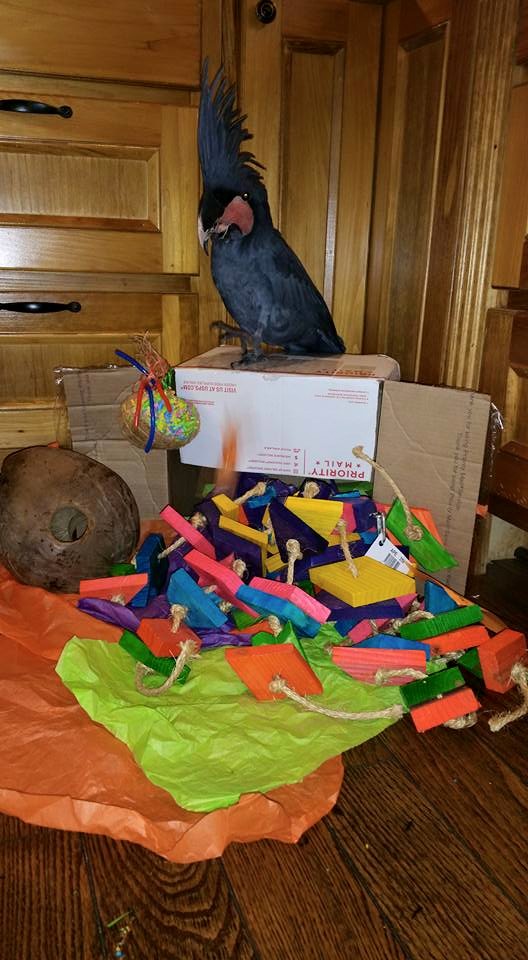 Gwendolyn & Samson the Black Palm Cockatoo