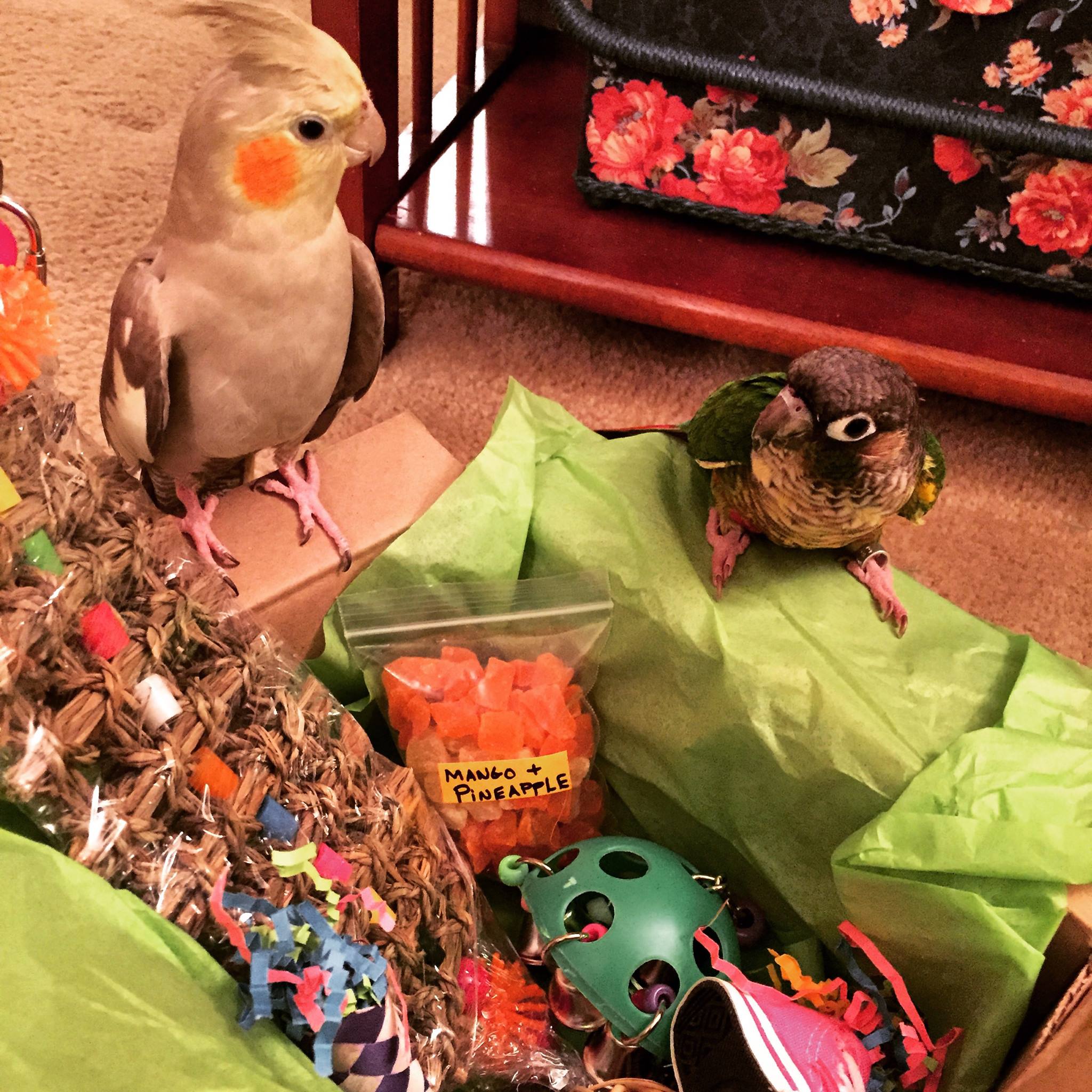 Tilley & Pepper the Conures