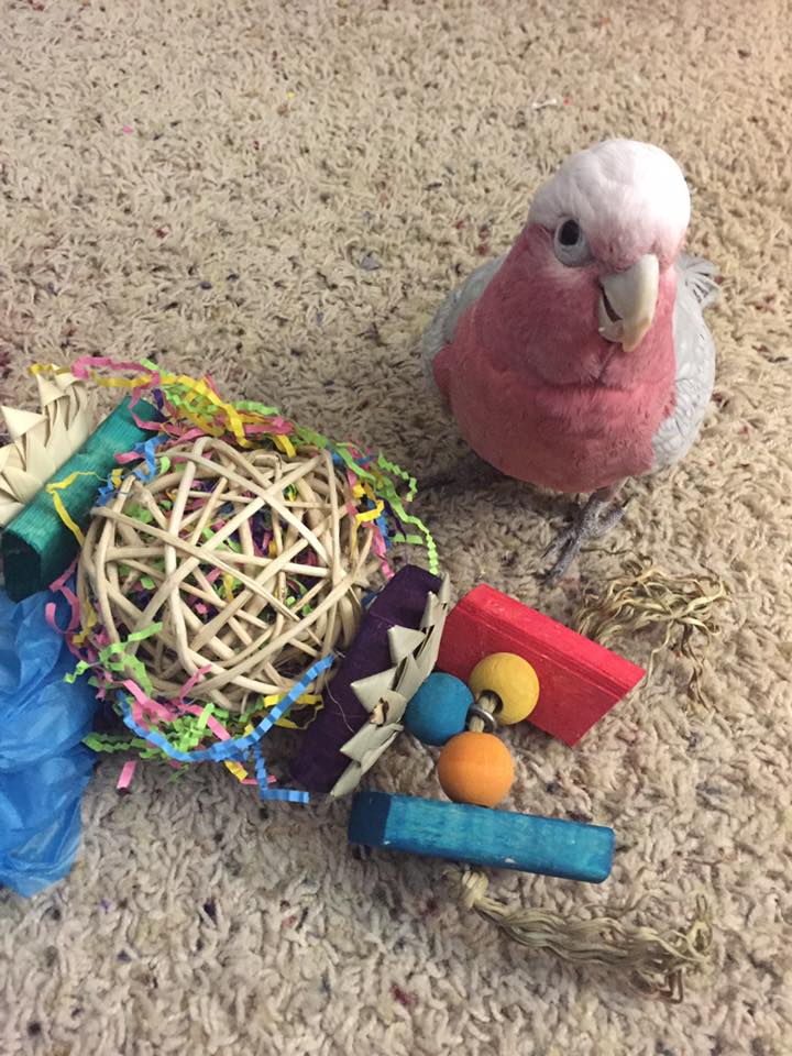 124-zazu-stephanie-daniels-pwbb-16342377051119.jpeg