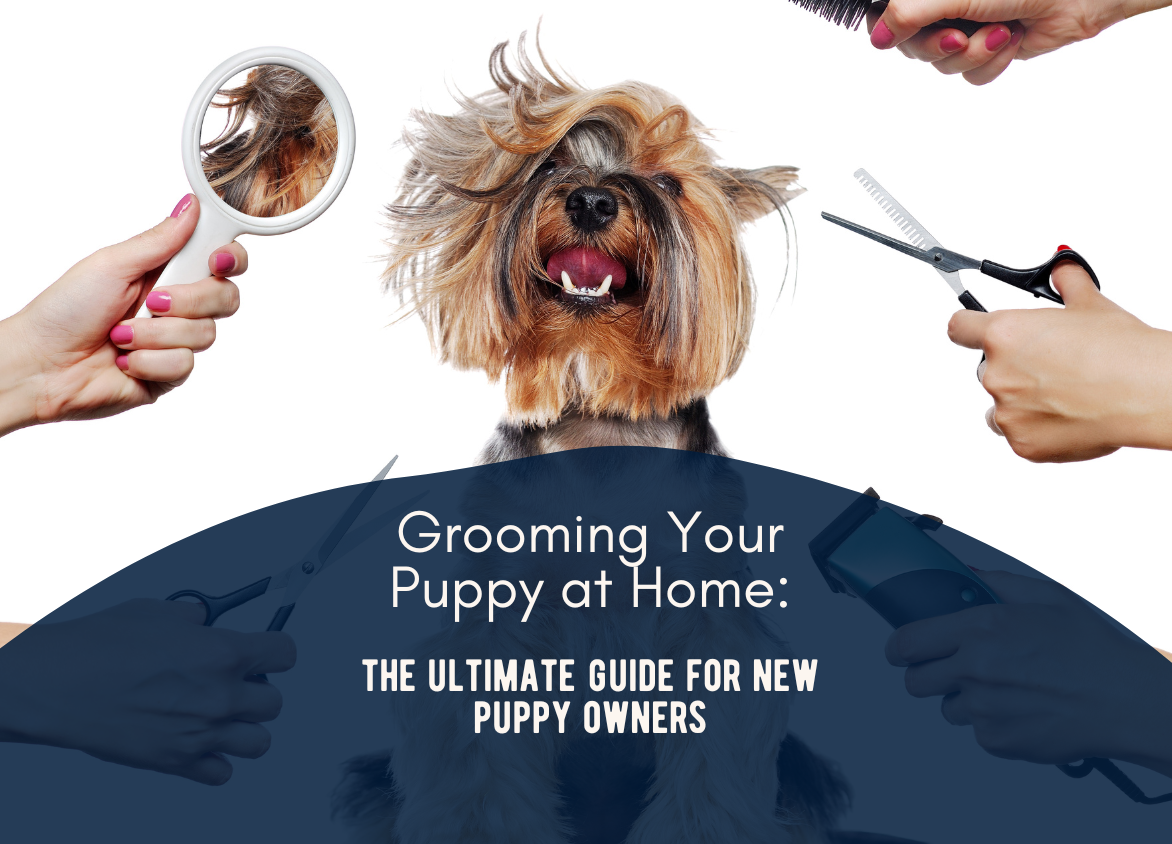 1010117284425-the-ultimate-guide-for-new-puppy-owners-4-x-3-in-1-17164972778578.png