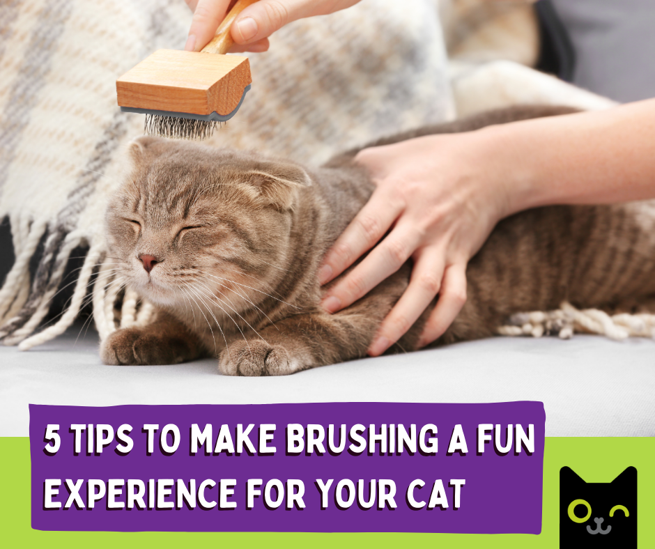 5 tips to make brushing a fun experience experience for your cat