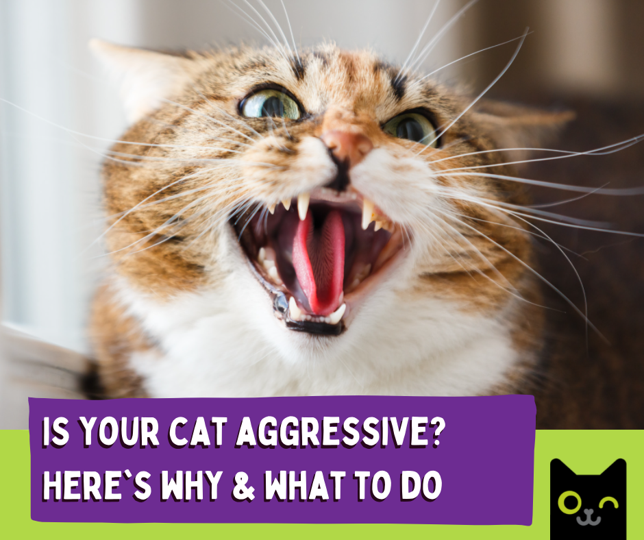 Is your cat aggressive? Here’s why and what to do.