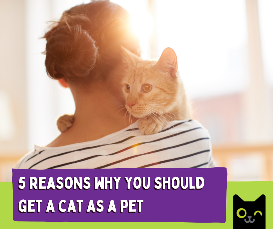 5 reasons why you should get a cat as a pet 