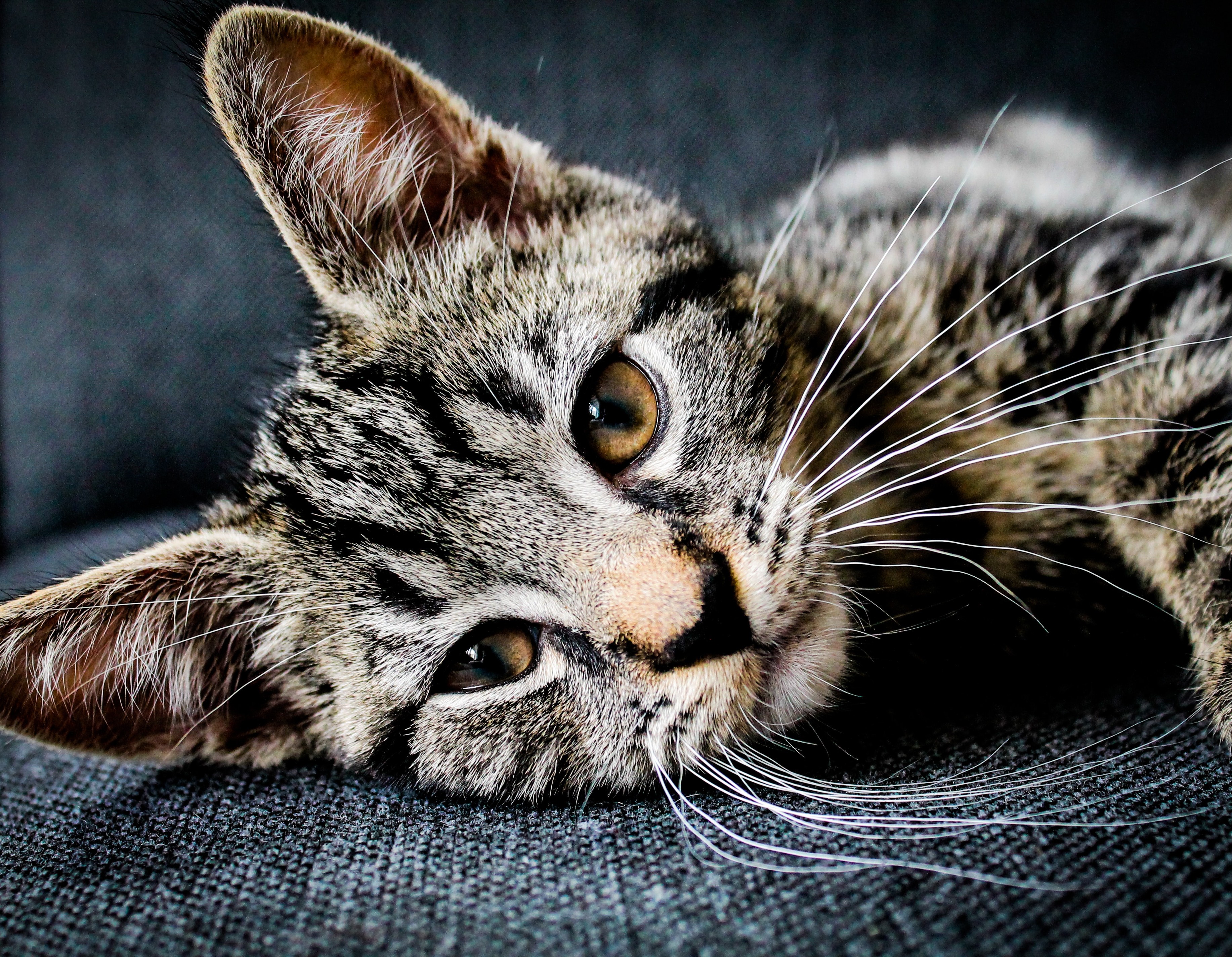 2910366728481013-erik-jan-leusink-tzzpflirpla-unsplash.jpg