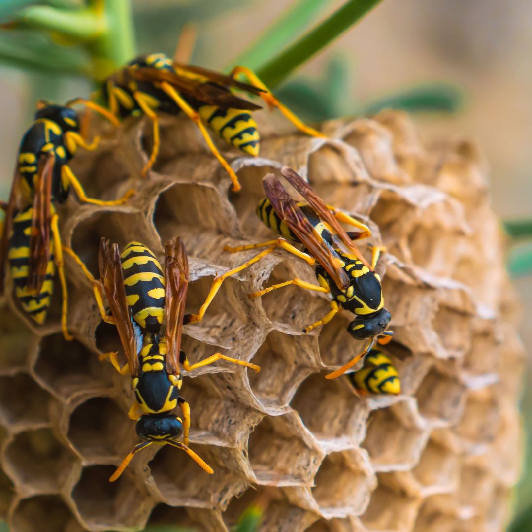 Quality Exterminators | Services | Quality Exterminators