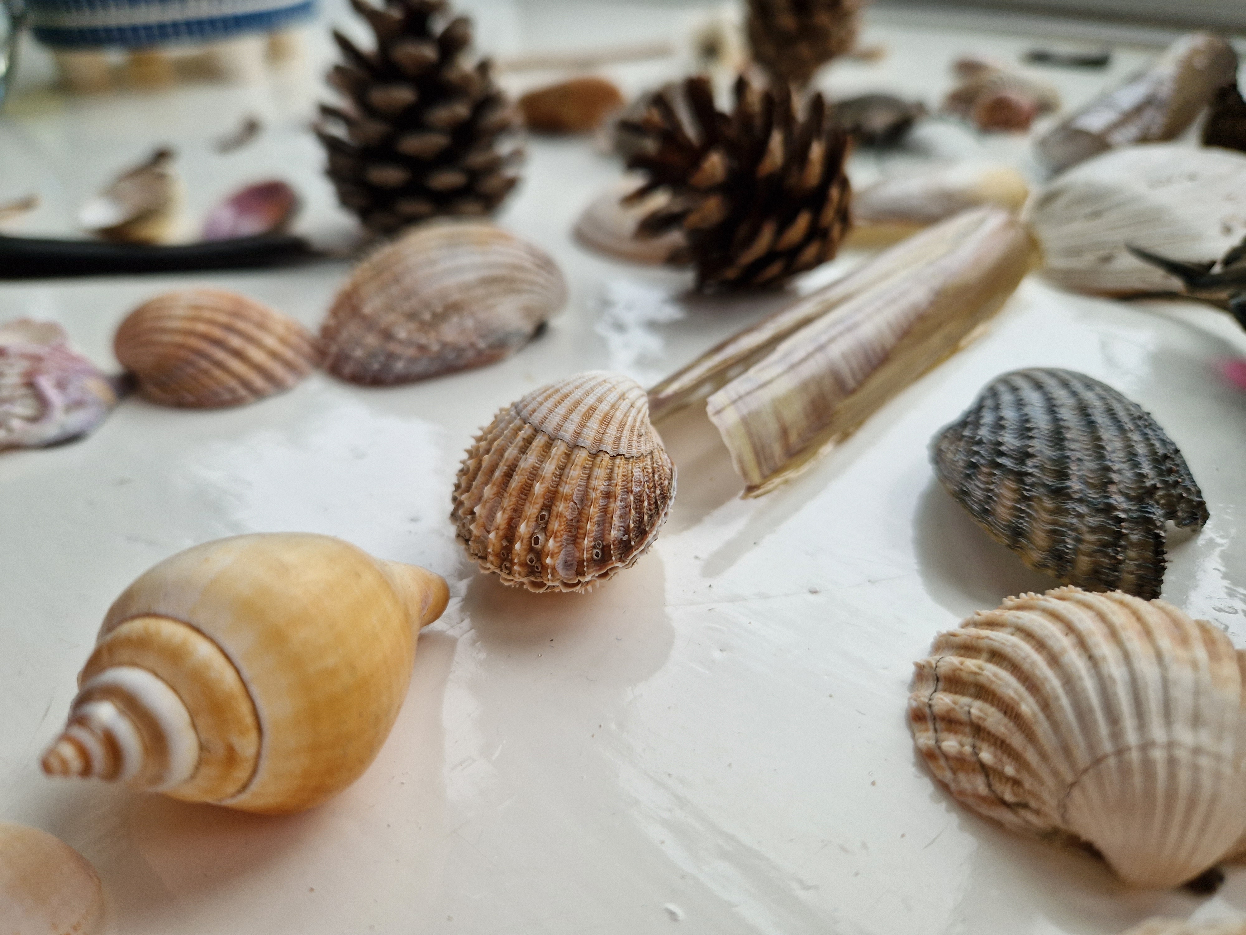 Shells