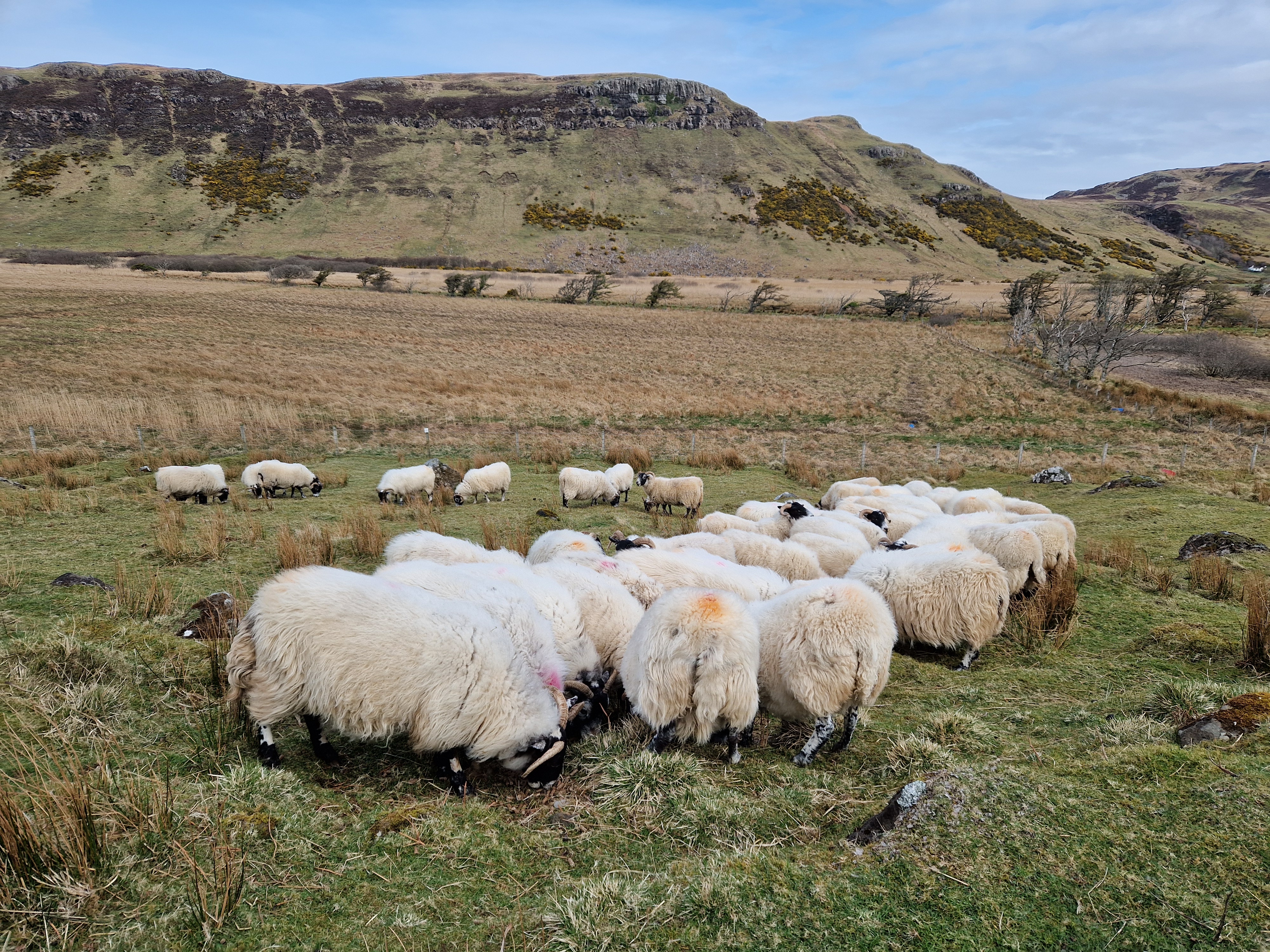 Sheep at Talisker Bay Skye