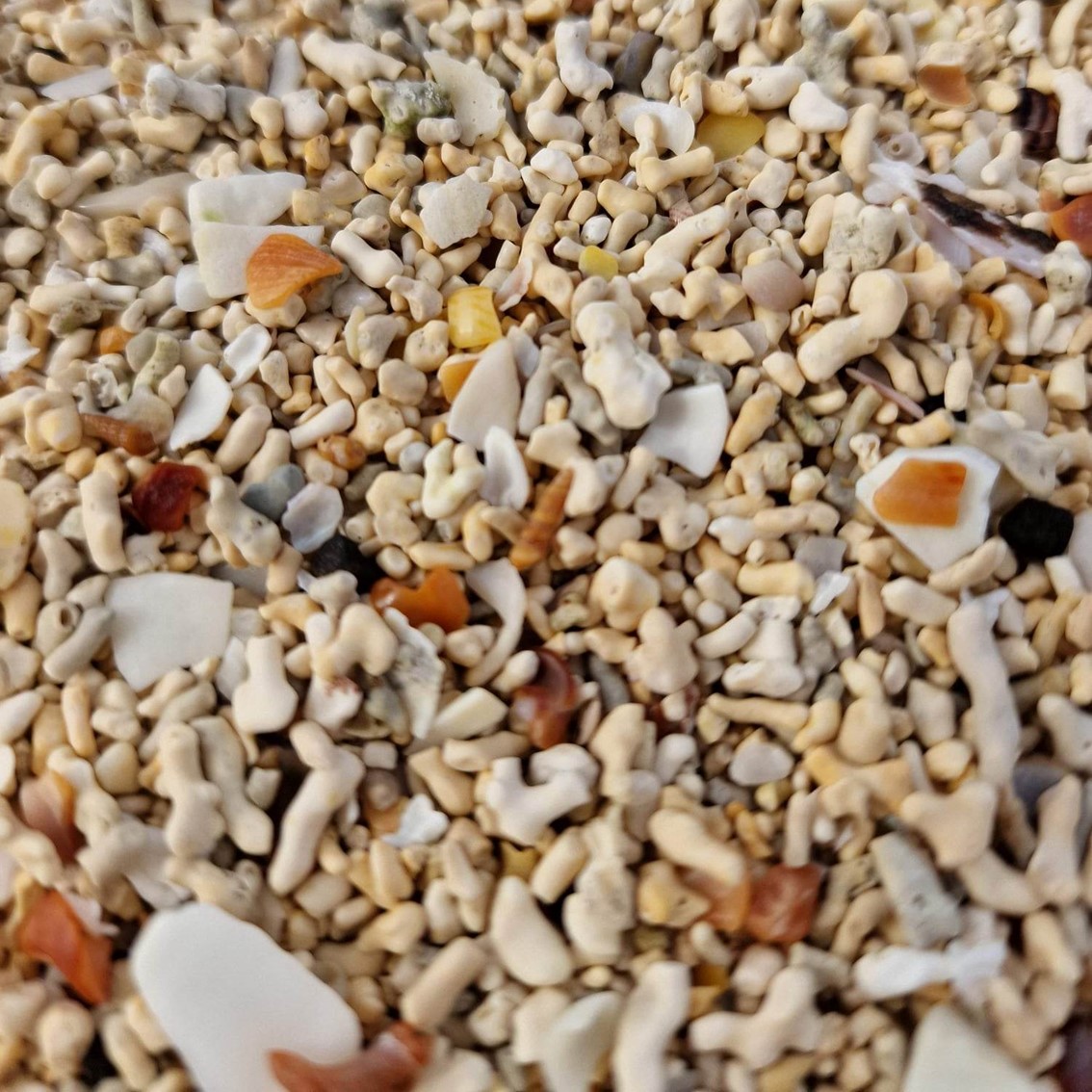 close up photo of the sand made from coral and shells