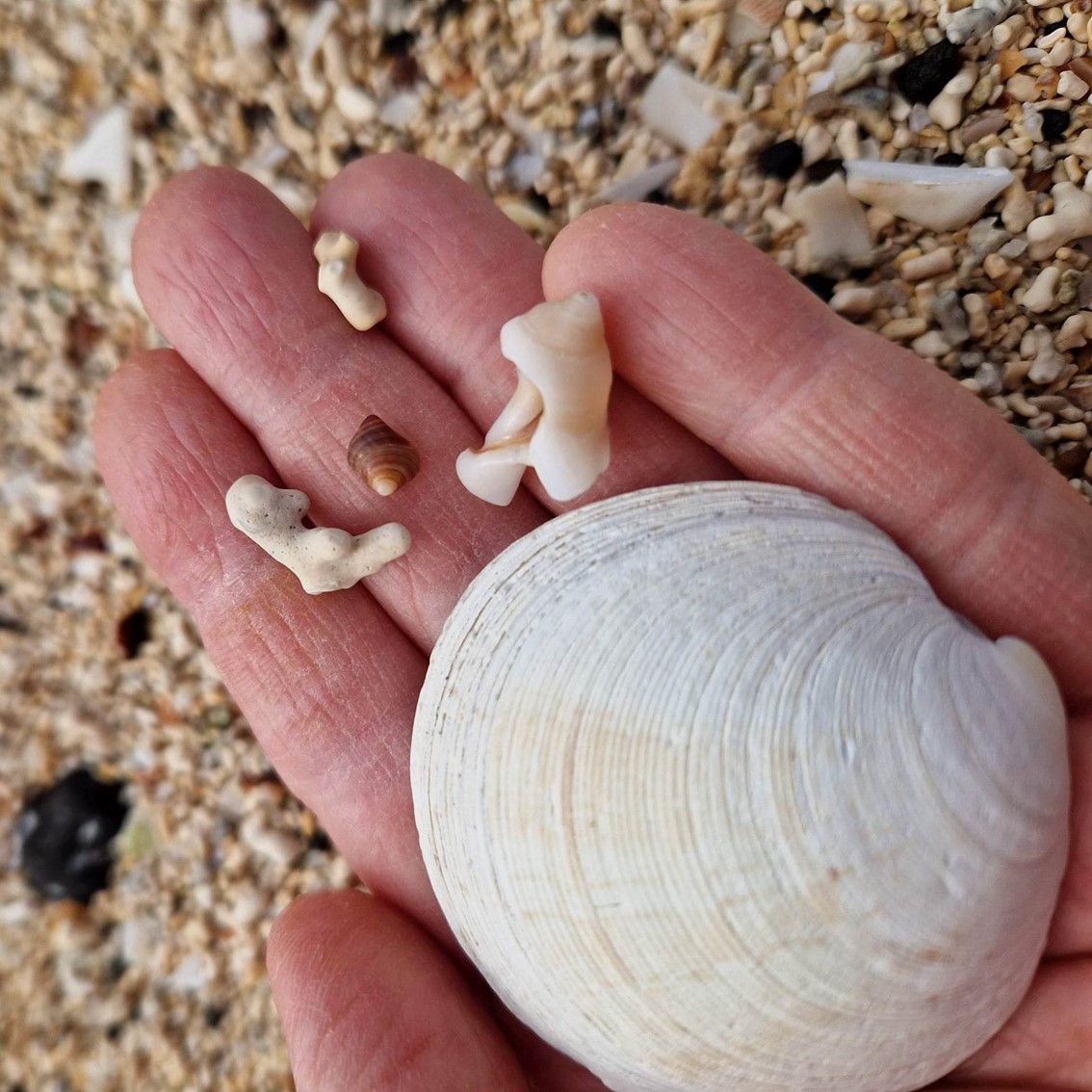 close up photograph of coral and shells from the beach