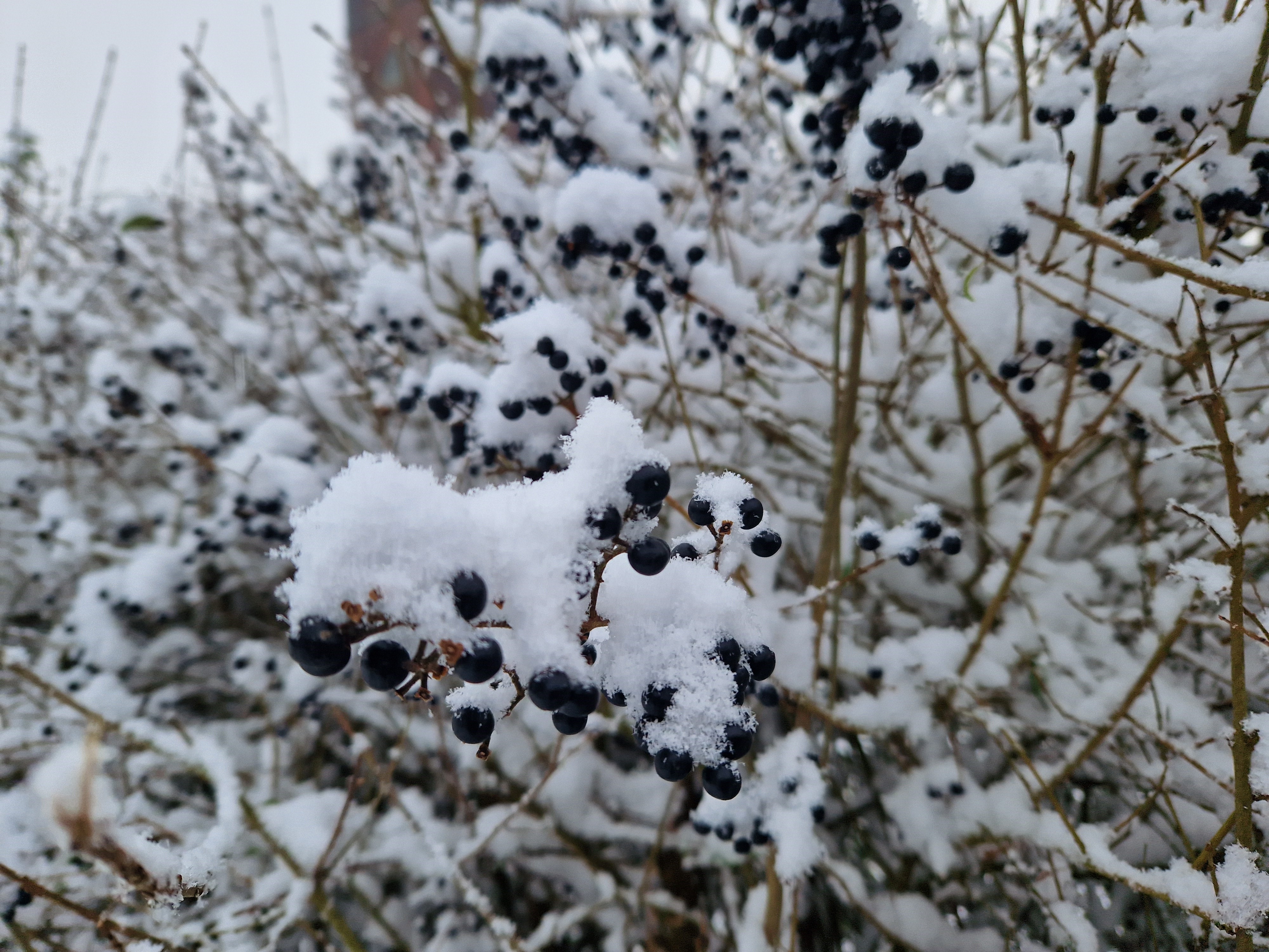 Snow on berry bush